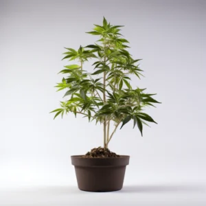 A teen cannabis tree