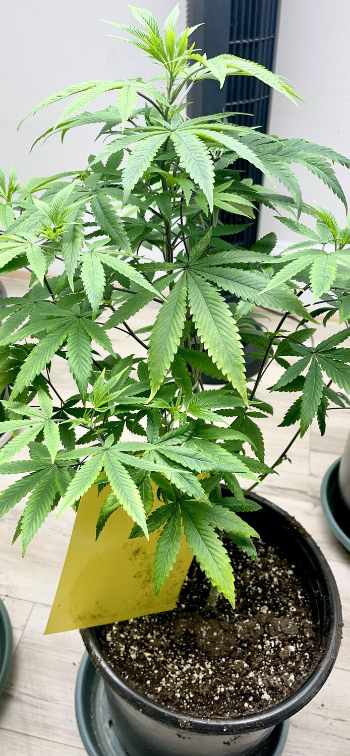 A marijuana plant from cannabis seeds and clones