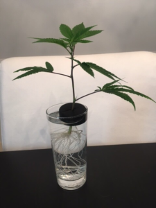 A cannabis plant from cannabis clones