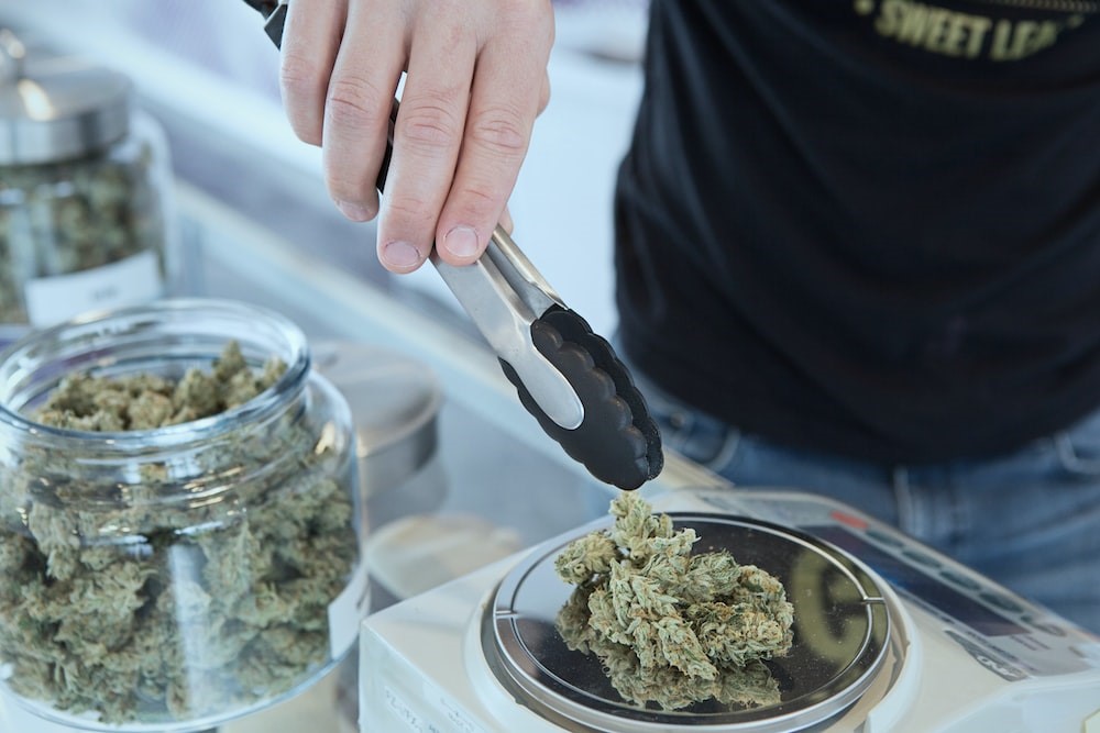 Cannabis flowers getting measured