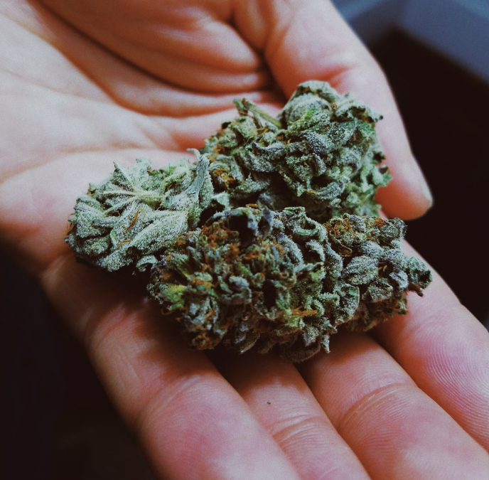 A cannabis flower.