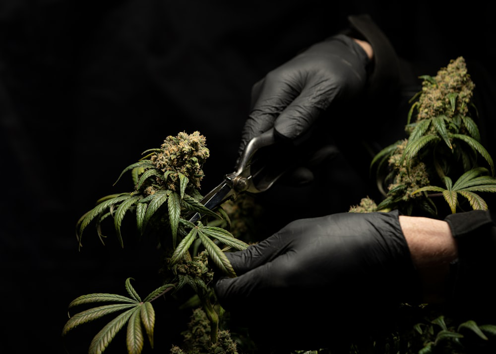  A person cutting a cannabis plant for weed delivery