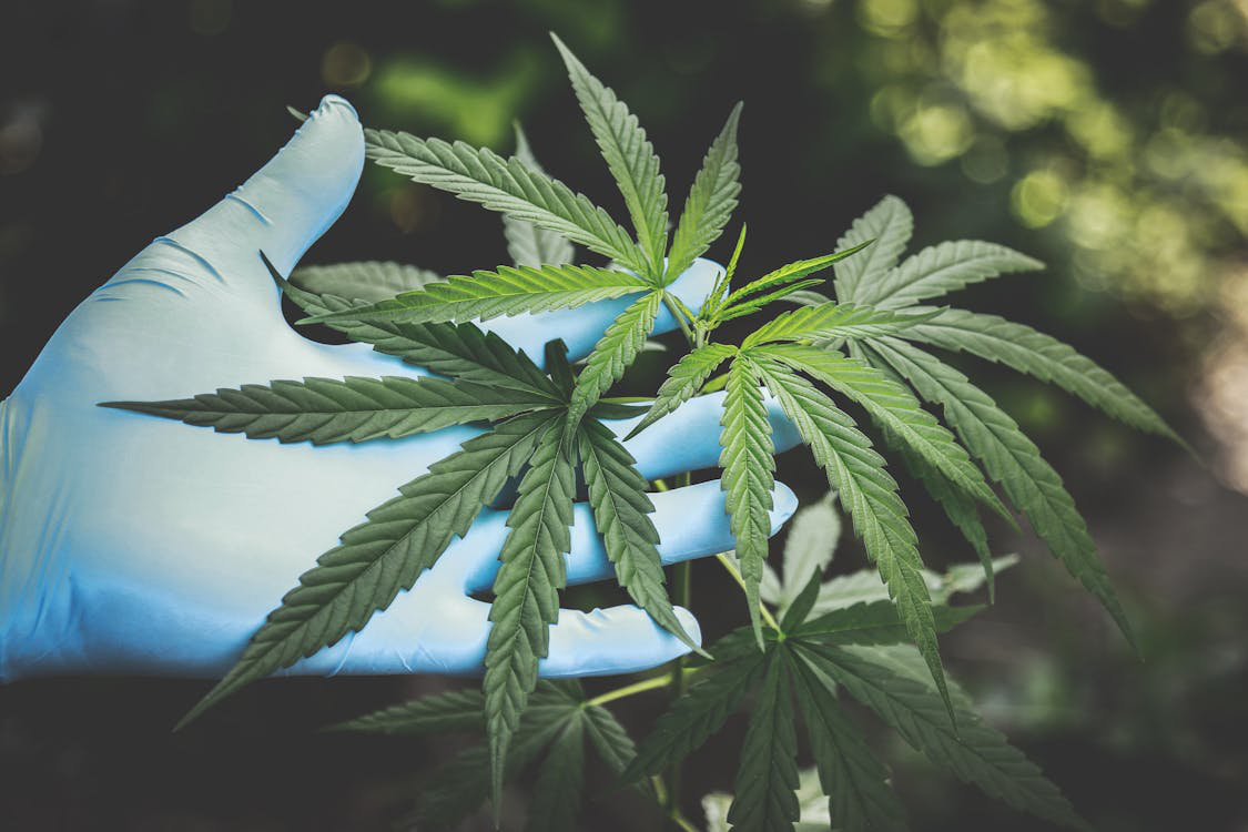 n image of a gloved hand holding a cannabis leaf