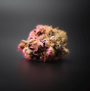 A part of a weed edible on a grey background.