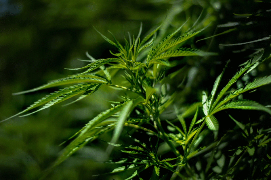 An image of a weed plant