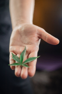An image of a cannabis leaf
