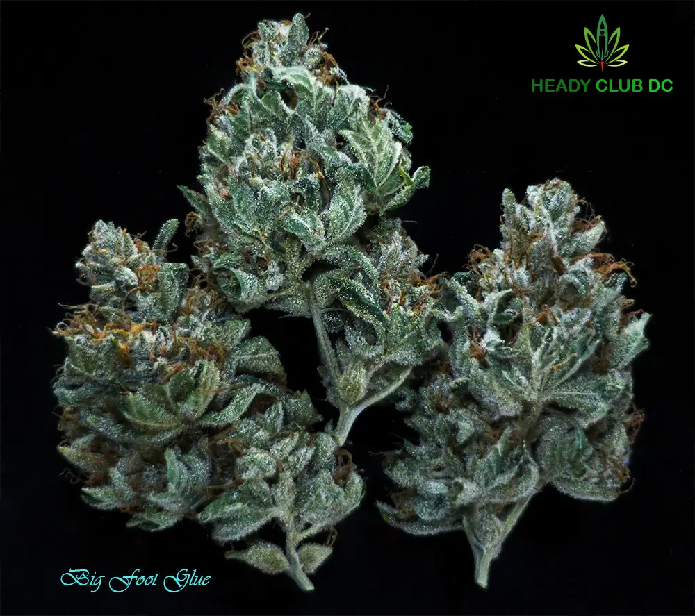 Big Foot Glue strain buds – exotic sativa cannabis with pine, citrus, and diesel aroma, available at Heady Club DC.