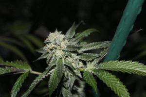 An image of a cannabis plant