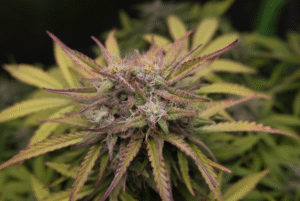 close up of a cannabis plant