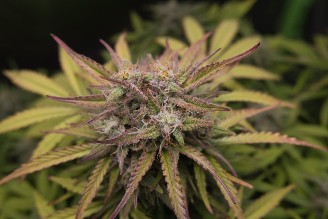 close up of a cannabis plant