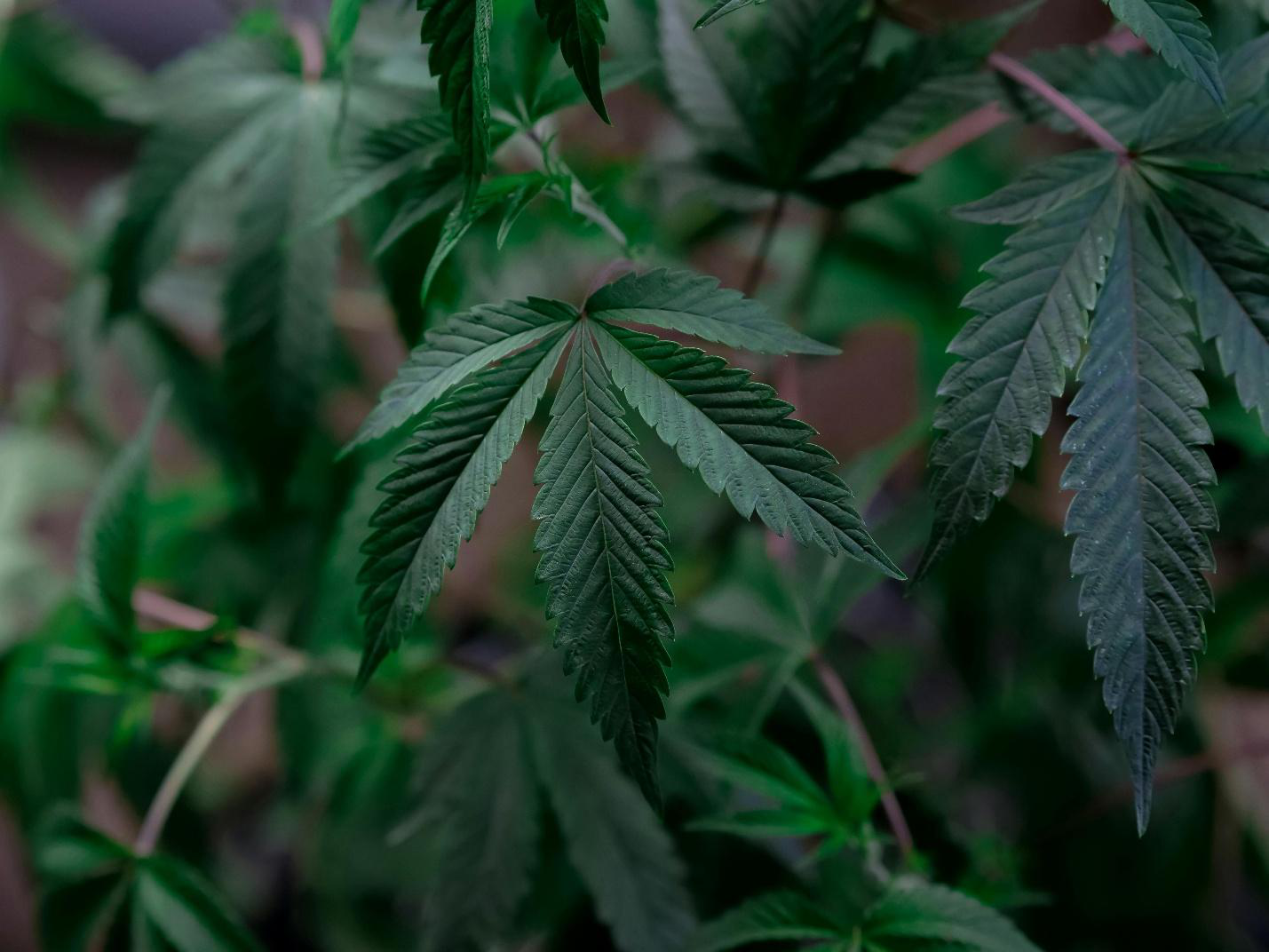 Cannabis leaves