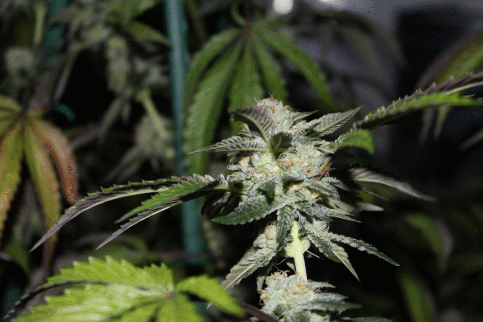 An image of cannabis plant at a licensed cultivation center 