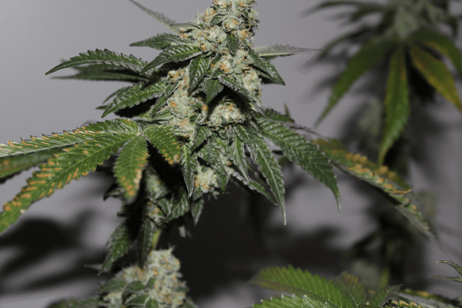An image of a marijuana plant