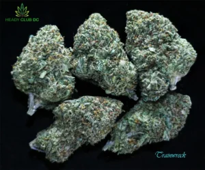 Trainwreck cannabis strain buds – sativa exotic with pine, lemon, and spicy herbal aroma, available at Heady Club DC.