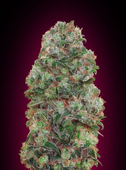 Bubble Gum cannabis strain seeds and buds with frosty trichomes – popular indica-dominant hybrid.