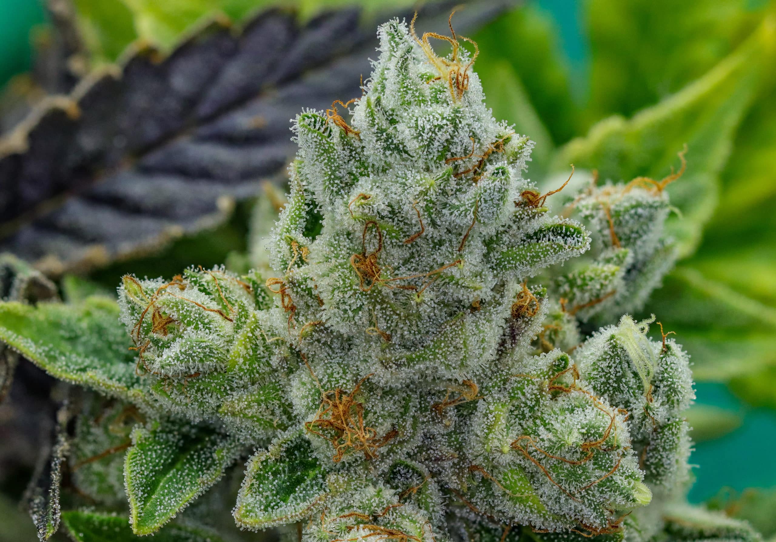 GG4 (Gorilla Glue #4) cannabis strain buds with frosty trichomes and earthy pine aroma 