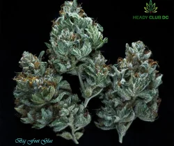 Big Foot Glue strain buds – exotic sativa cannabis with pine, citrus, and diesel aroma, available at Heady Club DC.